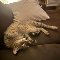 Photo de Kittie 