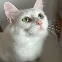 Photo de KIRA