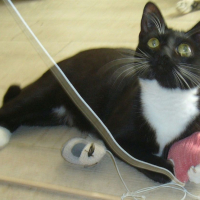 Photo de Freya