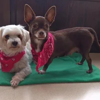 Photo de Tuli et Pirata