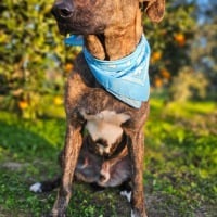 Photo de ANUBIS