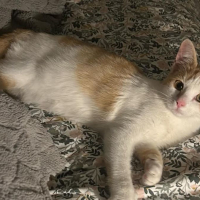 Photo de Bella
