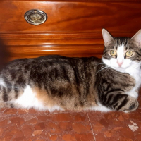 Photo de Wiki