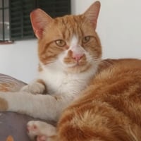 Photo de Coco (roux et blanc)