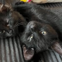 Photo de Pirouette & Tempête