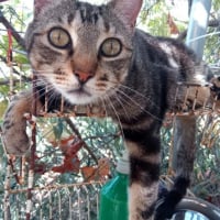 Photo de Charro