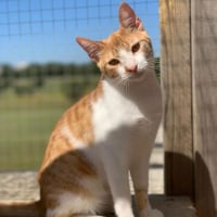 Photo de Dexter