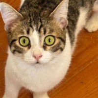 Photo de Tofu