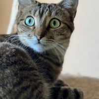 Photo de Pancho et Chispa