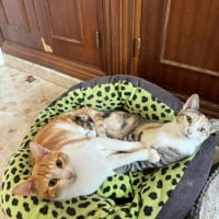 Photo de Tokio et Bambu