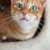 Photo de Silvestre