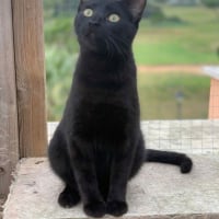 Photo de Draco