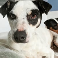 Photo de SYRAH et AIREN - Adoption double 