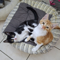 Photo de Nica et Rigel