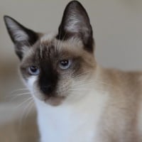 Photo de Satine