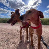 Photo de FRESA et CEREZA - Adoption double 