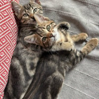 Photo de BOULETTE ET BISCUIT