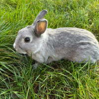 Photo de BUNNY