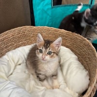Photo de Bijou
