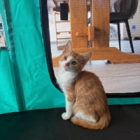 Photo de Buck