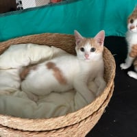 Photo de Bambou 