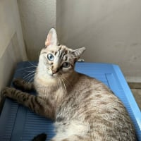 Photo de Julieta