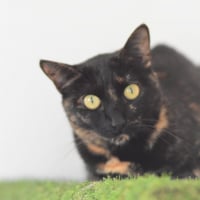 Photo de Nikita