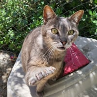Photo de Lucy (tigrée grise)