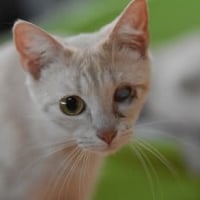 Photo de Fira