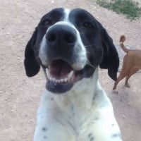 Photo de PILI et MILI - Adoption double
