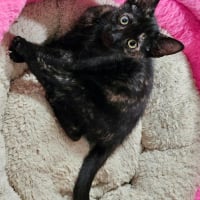 Photo de SPINELLE
