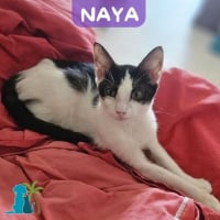 Photo de NAYA