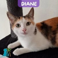 Photo de DIANE
