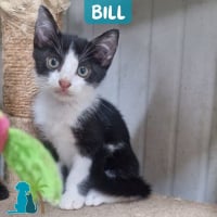 Photo de BILL