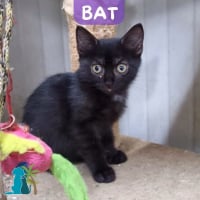 Photo de BAT