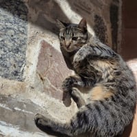 Photo de Tigresa