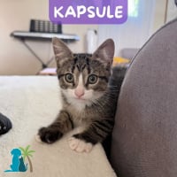 Photo de KAPSULE