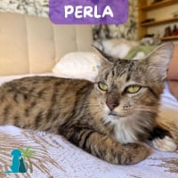 Photo de PERLA
