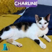 Photo de CHARLINE