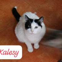 Photo de Kalesy
