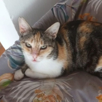 Photo de Cloe (tricolore)
