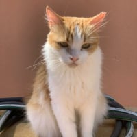 Photo de Perla (rousse et blanche)