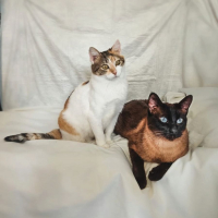 Photo de Coke et Ron