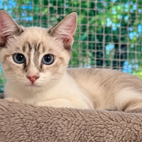Photo de SIRIUS