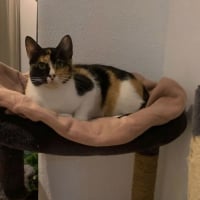 Photo de Tortilla