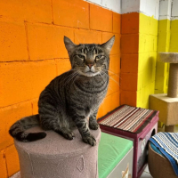 Photo de Luna (tigrée)