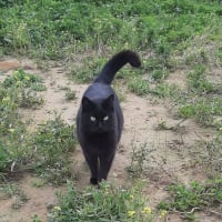 Photo de Malva