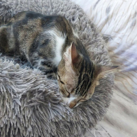 Photo de Holly (tigrée blanche)