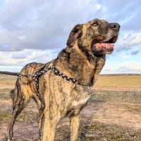 Photo de Thor