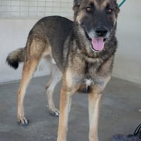 Photo de Kovu